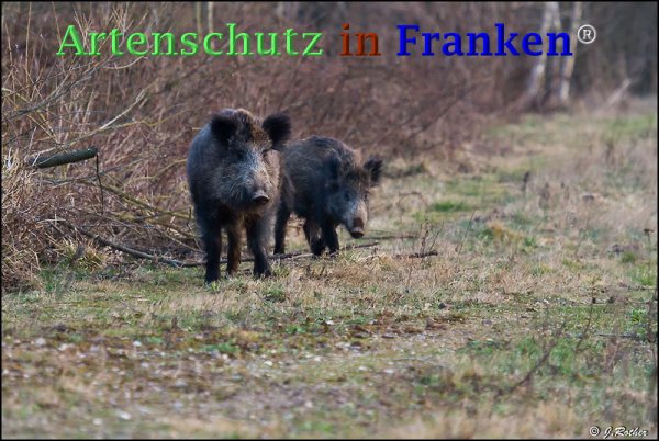 Copyright AiF Johannes Rother Bild zum Eintrag (73312-160)