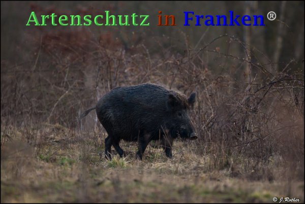 Copyright AiF Johannes Rother Bild zum Eintrag (73313-160)