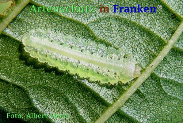 Copyright AiF - Albert Meier Bild zum Eintrag (73369-160)