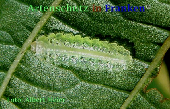 Copyright AiF - Albert Meier Bild zum Eintrag (73370-160)