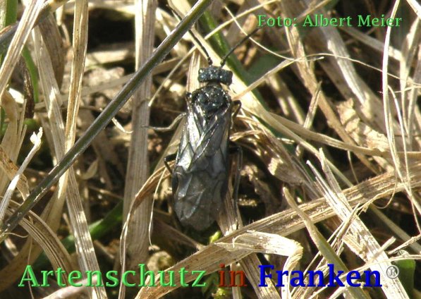 Copyright AiF - Albert Meier Bild zum Eintrag (73375-160)