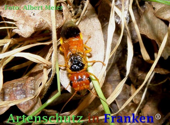 Bild zum Eintrag (73389-160)