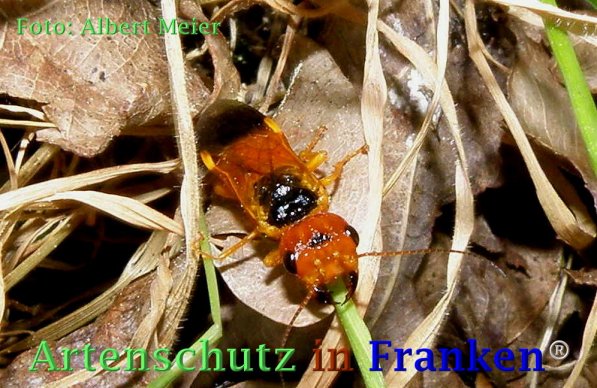 Bild zum Eintrag (73392-160)