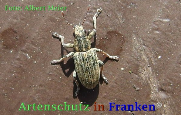 Copyright AiF - Albert Meier Bild zum Eintrag (73397-160)