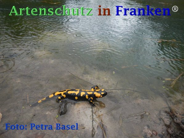 Copyright AiF Petra Basel Bild zum Eintrag (73463-160)