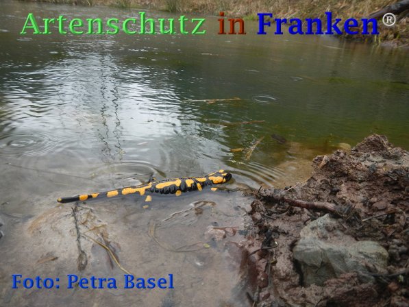 Copyright AiF Petra Basel Bild zum Eintrag (73464-160)