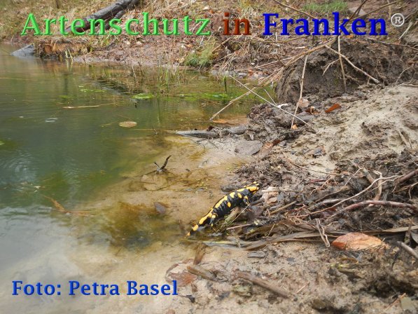 Copyright AiF Petra Basel Bild zum Eintrag (73466-160)