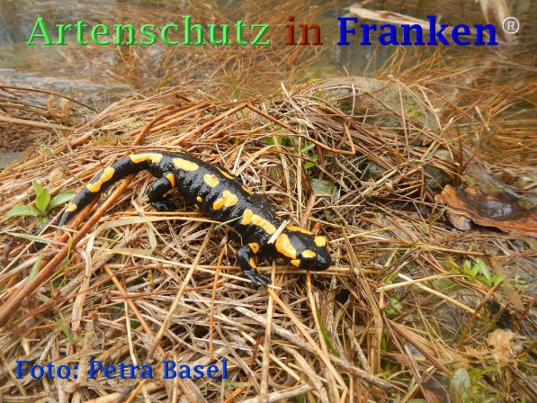 Copyright AiF Petra Basel Bild zum Eintrag (73467-160)