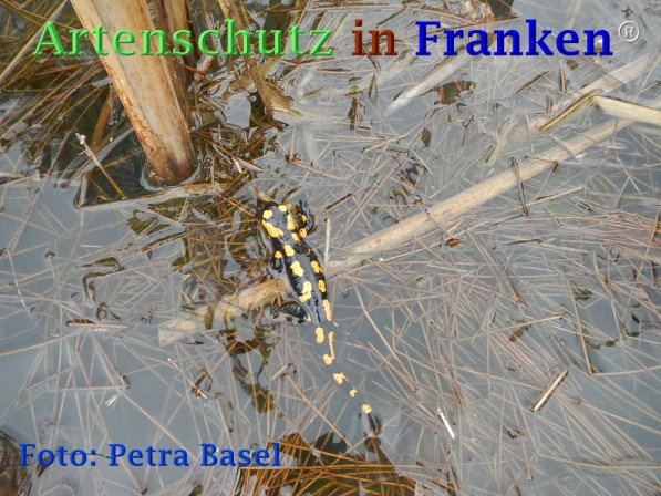 Copyright AiF Petra Basel Bild zum Eintrag (73478-160)
