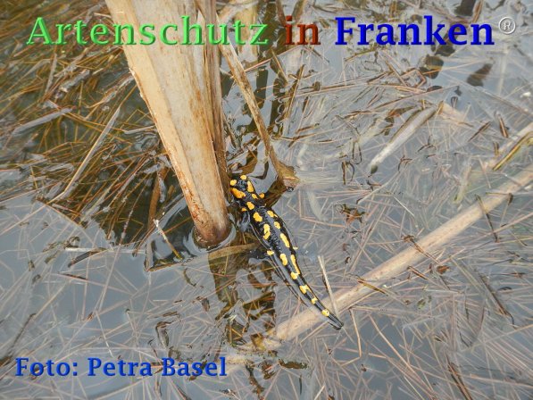 Copyright AiF Petra Basel Bild zum Eintrag (73479-160)