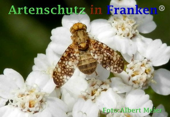 Copyright AiF - Albert Meier Bild zum Eintrag (73487-160)
