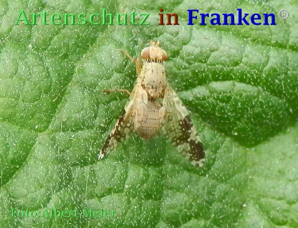 Copyright AiF - Albert Meier Bild zum Eintrag (73488-160)