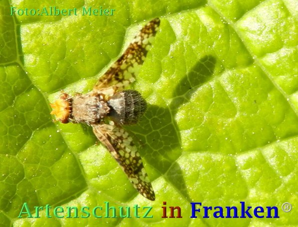Copyright AiF - Albert Meier Bild zum Eintrag (73489-160)