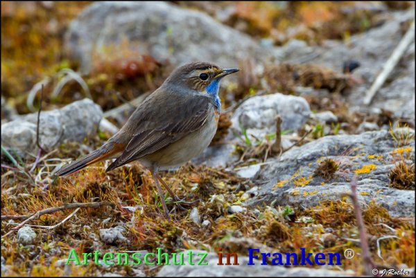 Copyright AiF Johannes Rother Bild zum Eintrag (73500-160)
