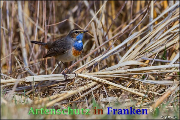 Copyright AiF Johannes Rother Bild zum Eintrag (73501-160)