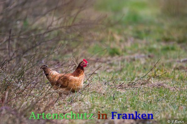 Copyright AiF Johannes Rother Bild zum Eintrag (73502-160)