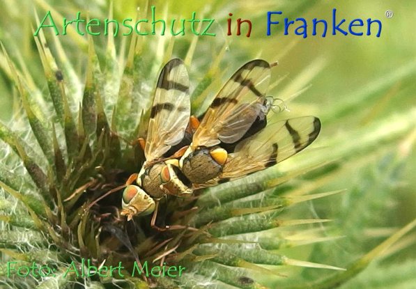 Copyright AiF - Albert Meier Bild zum Eintrag (73506-160)