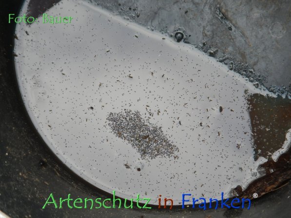 Copyright AiF Bauer Bild zum Eintrag (73522-160)