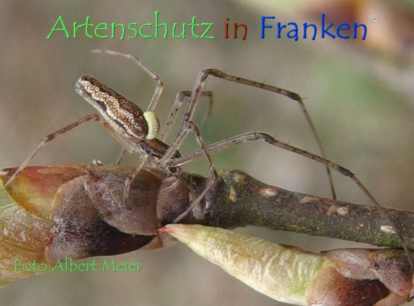 Copyright AiF - Albert Meier Bild zum Eintrag (73550-160)