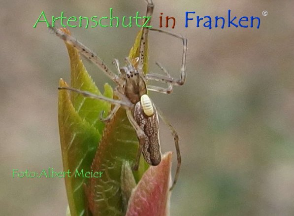Copyright AiF - Albert Meier Bild zum Eintrag (73552-160)