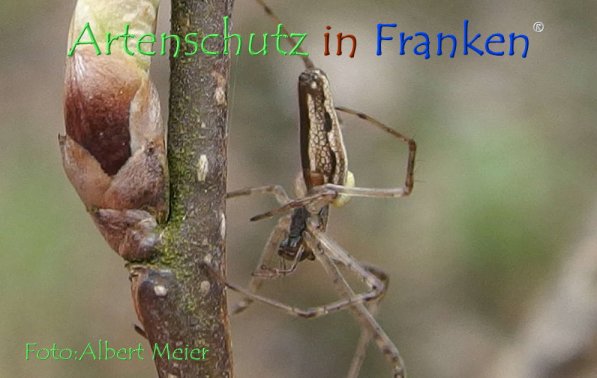 Copyright AiF - Albert Meier Bild zum Eintrag (73553-160)