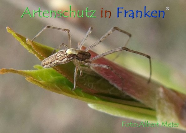 Copyright AiF - Albert Meier Bild zum Eintrag (73555-160)