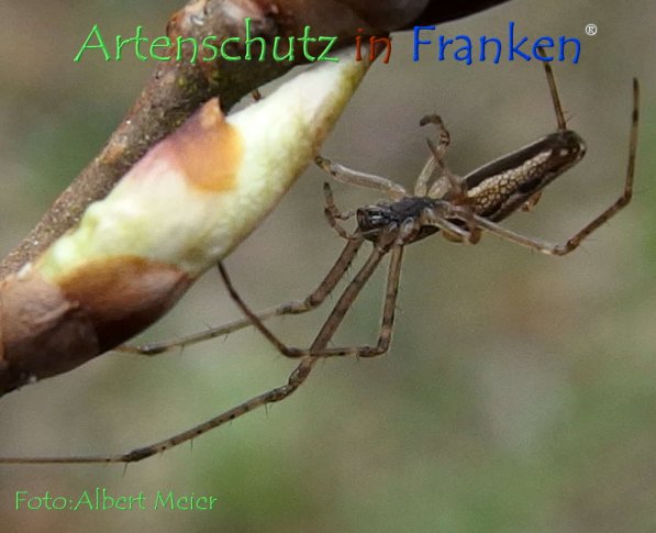 Copyright AiF - Albert Meier Bild zum Eintrag (73556-160)