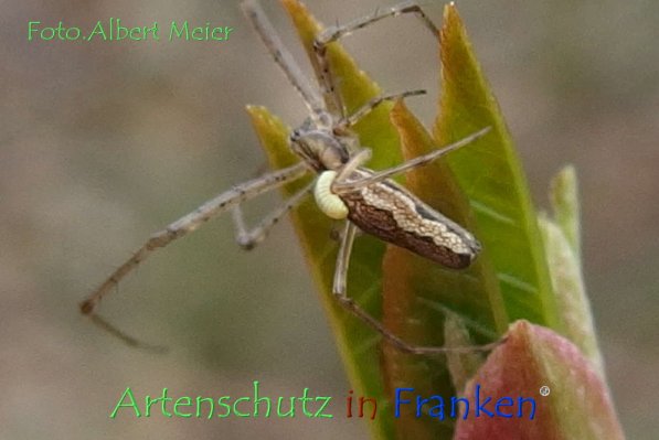 Copyright AiF - Albert Meier Bild zum Eintrag (73557-160)