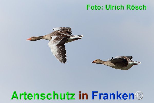 Copyright AiF Ulrich Rösch Bild zum Eintrag (73575-160)