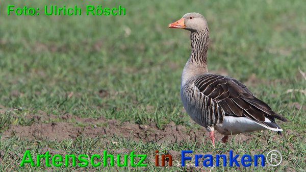 Copyright AiF Ulrich Rösch Bild zum Eintrag (73576-160)