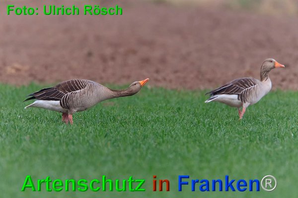 Copyright AiF Ulrich Rösch Bild zum Eintrag (73585-160)
