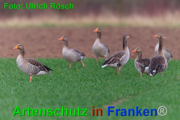 Copyright AiF Ulrich Rösch Bild zum Eintrag (73586-160)