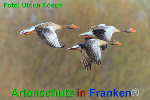 Copyright AiF Ulrich Rösch Bild zum Eintrag (73587-160)