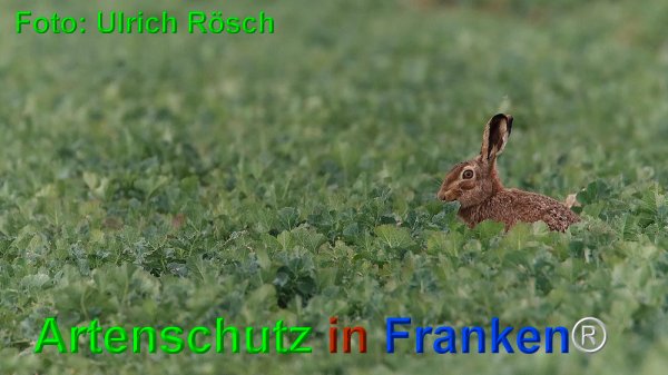 Copyright AiF Ulrich Rösch Bild zum Eintrag (73591-160)