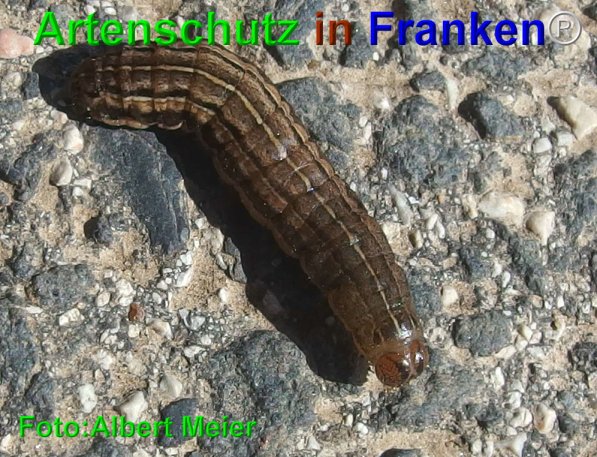 Copyright AiF - Albert Meier Bild zum Eintrag (73605-160)