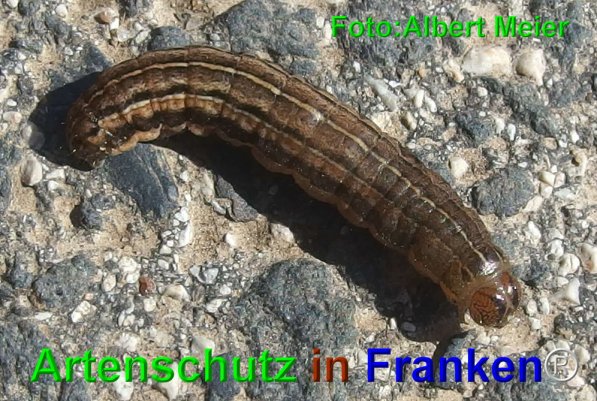 Copyright AiF - Albert Meier Bild zum Eintrag (73606-160)
