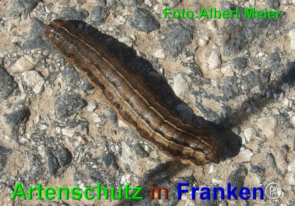 Copyright AiF - Albert Meier Bild zum Eintrag (73607-160)