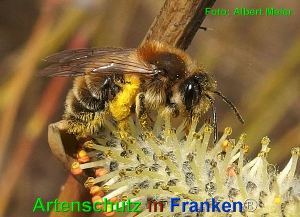 Copyright AiF - Albert Meier Bild zum Eintrag (73650-160)