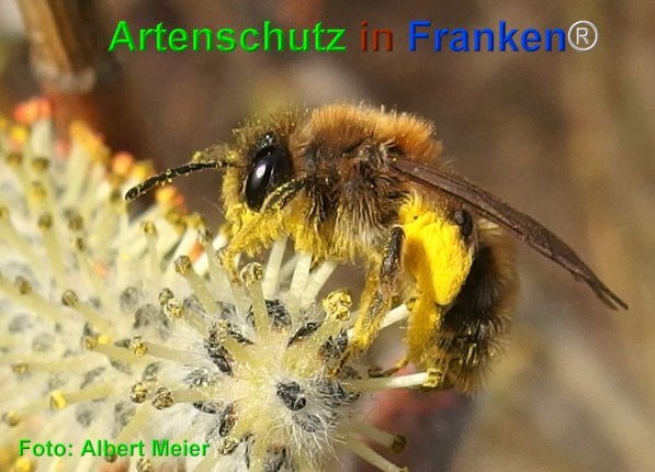 Copyright AiF - Albert Meier Bild zum Eintrag (73651-160)
