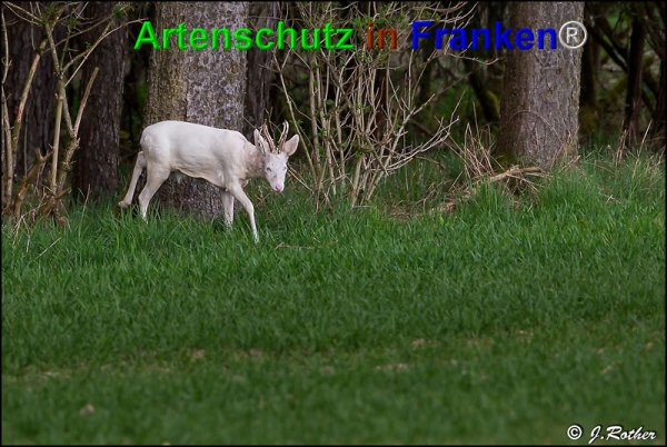 Bild zum Eintrag (73721-160)