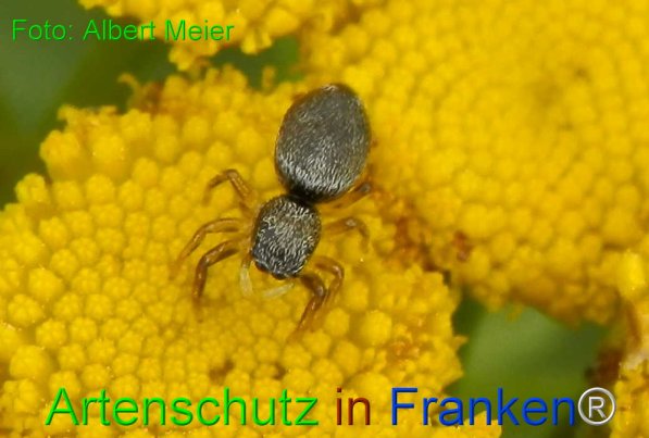 Copyright AiF - Albert Meier Bild zum Eintrag (73788-160)