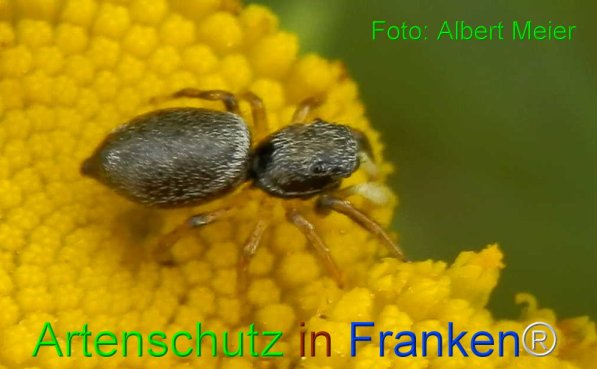 Copyright AiF - Albert Meier Bild zum Eintrag (73789-160)