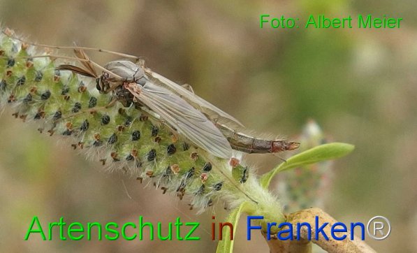 Copyright AiF - Albert Meier Bild zum Eintrag (73793-160)