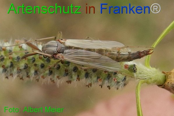 Copyright AiF - Albert Meier Bild zum Eintrag (73794-160)