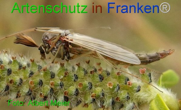 Copyright AiF - Albert Meier Bild zum Eintrag (73795-160)