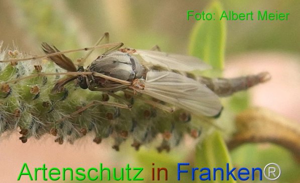 Copyright AiF - Albert Meier Bild zum Eintrag (73796-160)