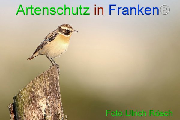 Copyright AiF Ulrich Rösch Bild zum Eintrag (73800-160)