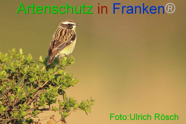 Copyright AiF Ulrich Rösch Bild zum Eintrag (73801-160)