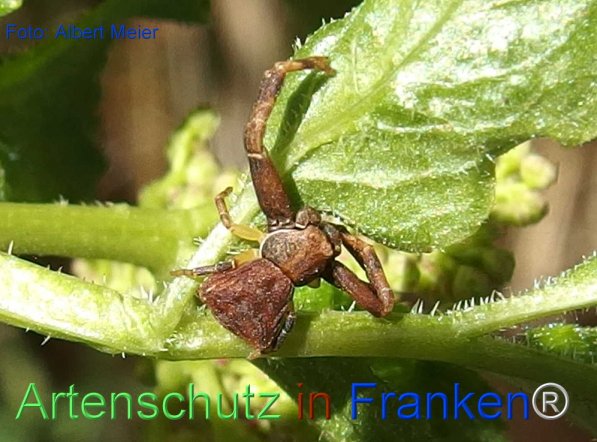 Copyright AiF - Albert Meier Bild zum Eintrag (73949-160)