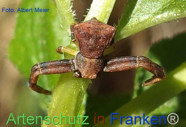 Copyright AiF - Albert Meier Bild zum Eintrag (73950-160)